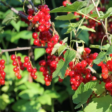 Holiday home In Stove Boiensdorf